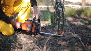 Best Tree Removal  in Sauk Rapids, MN