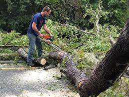 Best Emergency Tree Removal  in Sauk Rapids, MN