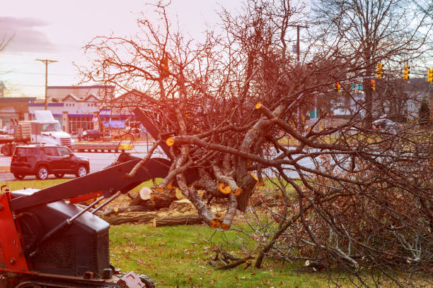 How Our Tree Care Process Works  in  Sauk Rapids, MN