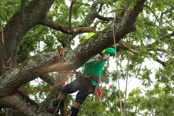 Best Root Management and Removal  in Sauk Rapids, MN