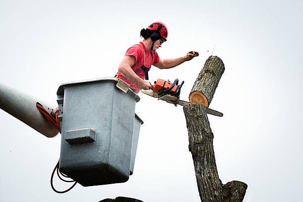 Best Tree Preservation Services  in Sauk Rapids, MN